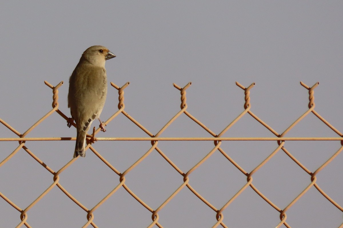 Буланый вьюрок - ML645984635