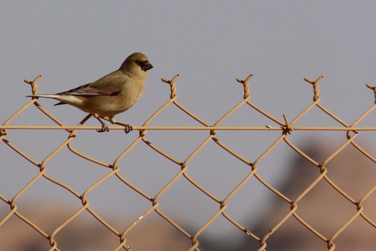 Буланый вьюрок - ML645984636