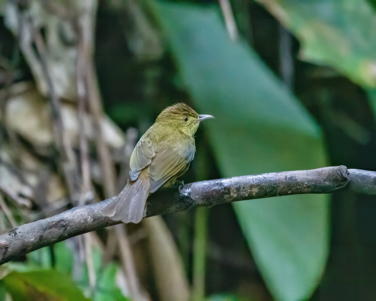 Bulbul de Cachar - ML645984643