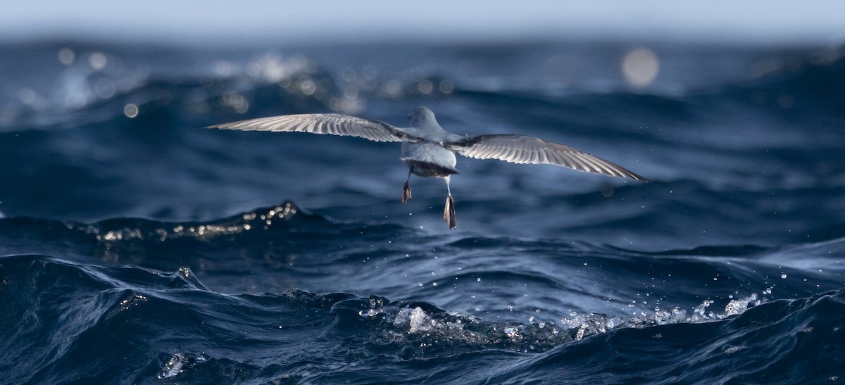 ハシブトクジラドリ - ML645984644