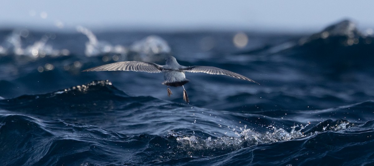 ハシブトクジラドリ - ML645984645