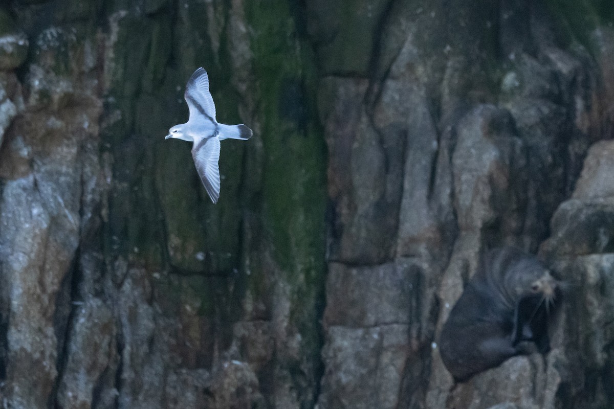 ハシブトクジラドリ - ML645984647