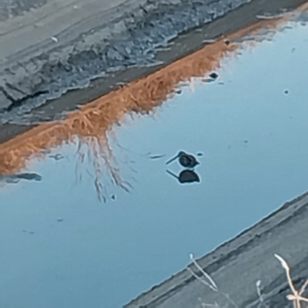 חרטומית ביצות - ML645984653