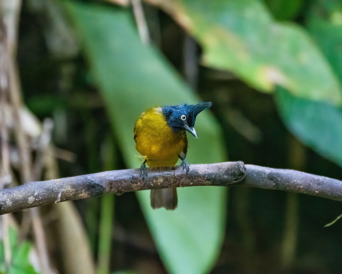 Black-crested Bulbul - ML645984654