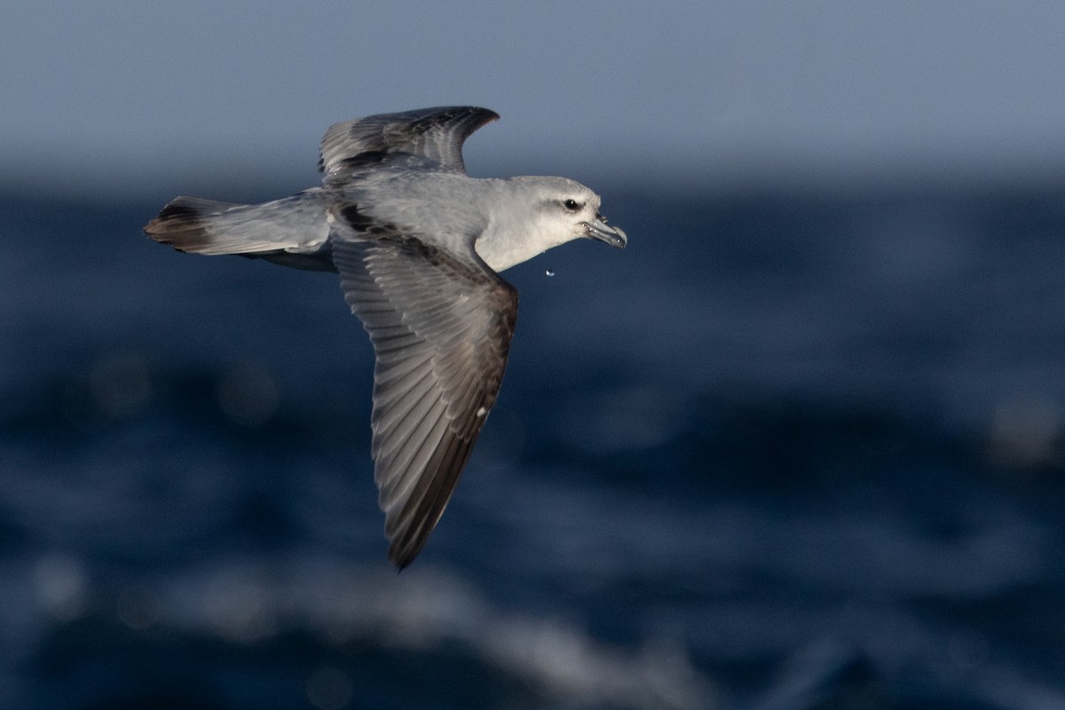 ハシブトクジラドリ - ML645984656