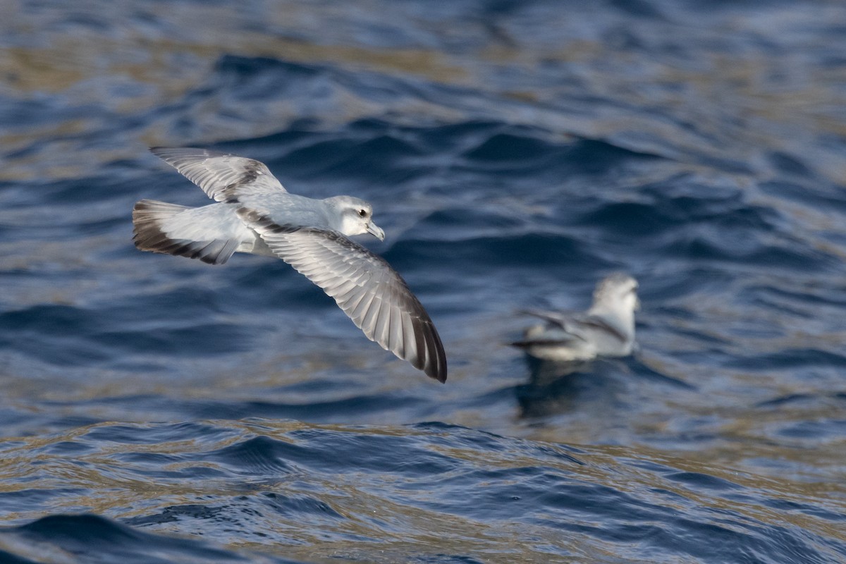 ハシブトクジラドリ - ML645984657