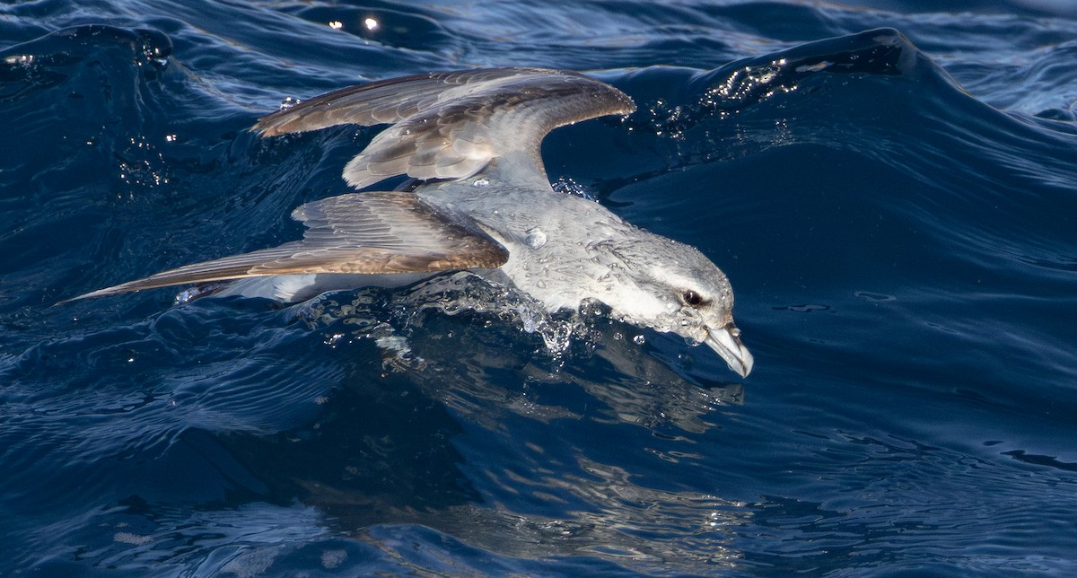 ハシブトクジラドリ - ML645984658