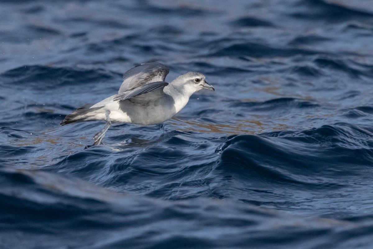 ハシブトクジラドリ - ML645984659