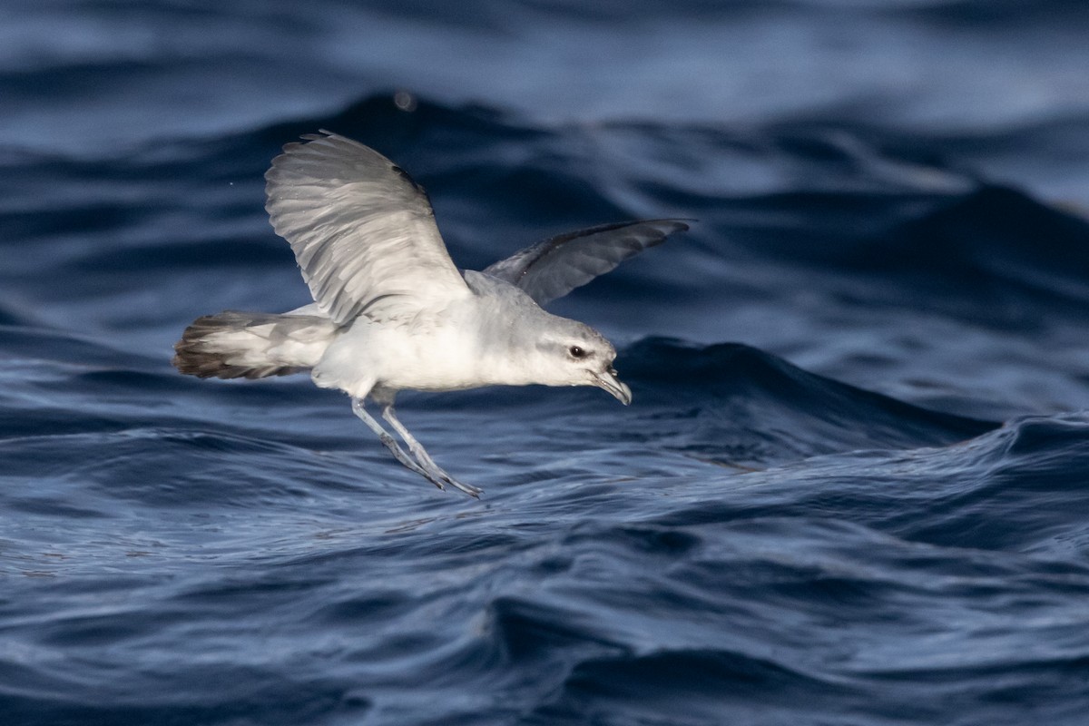 ハシブトクジラドリ - ML645984660