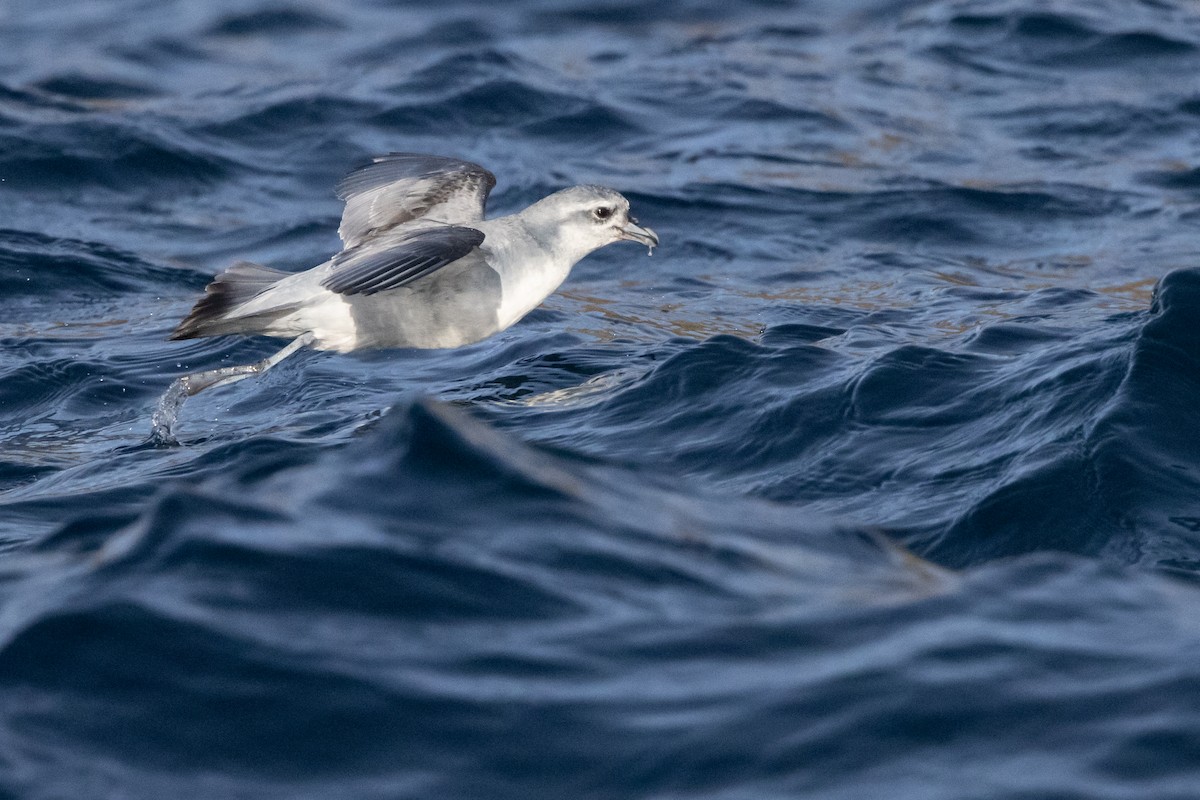 ハシブトクジラドリ - ML645984661