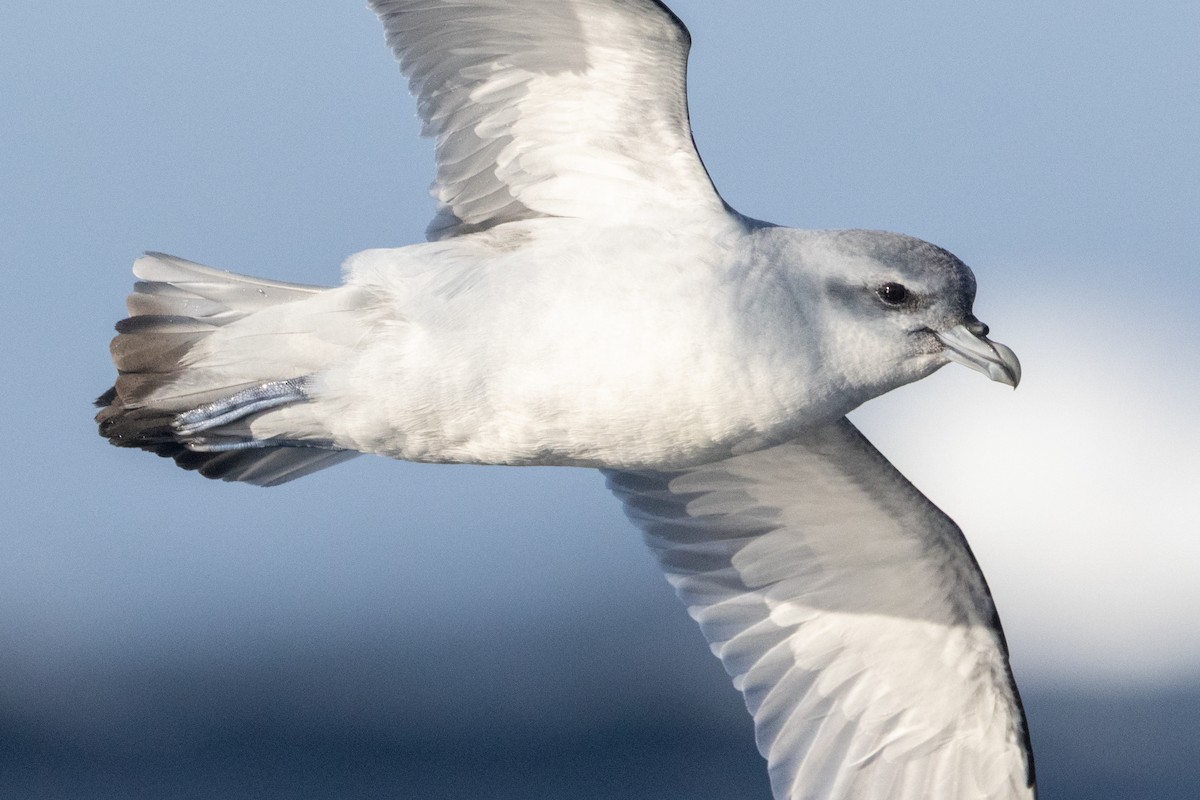 ハシブトクジラドリ - ML645984662