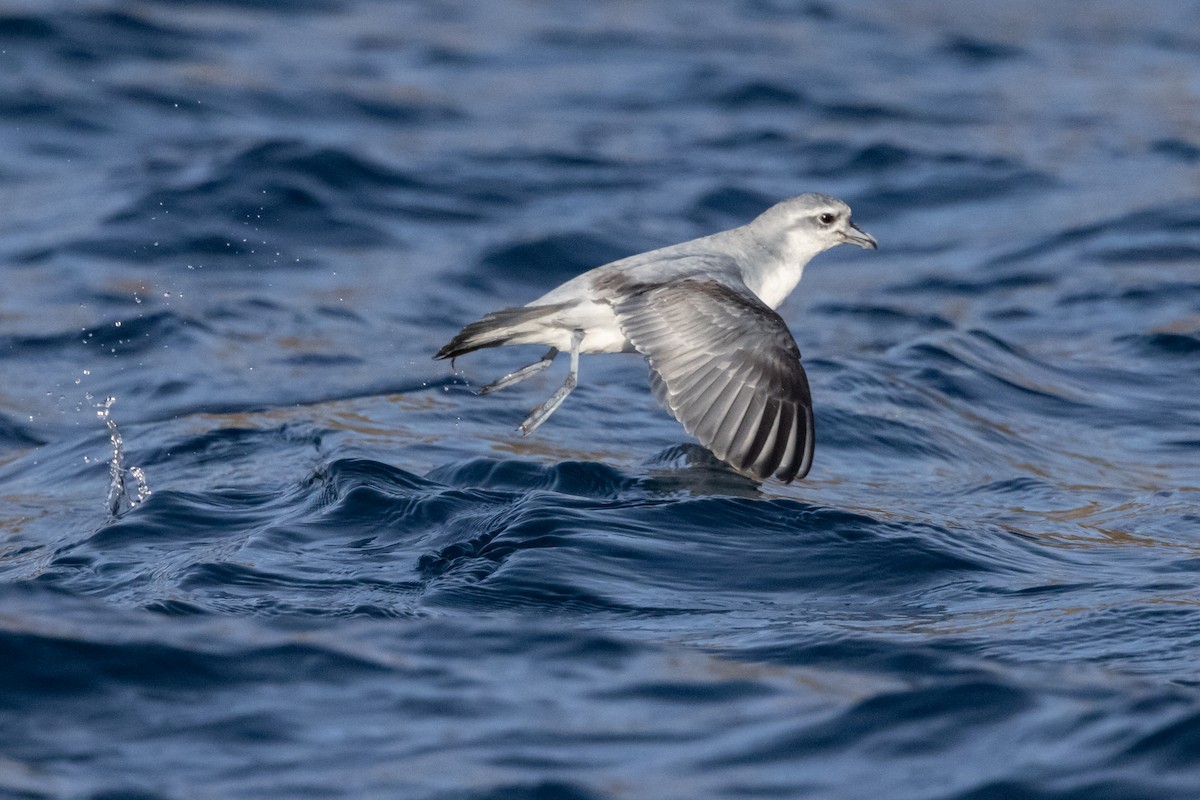 Prion à bec épais - ML645984663