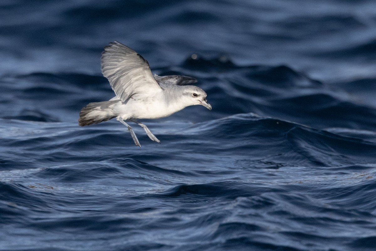 Prion à bec épais - ML645984664