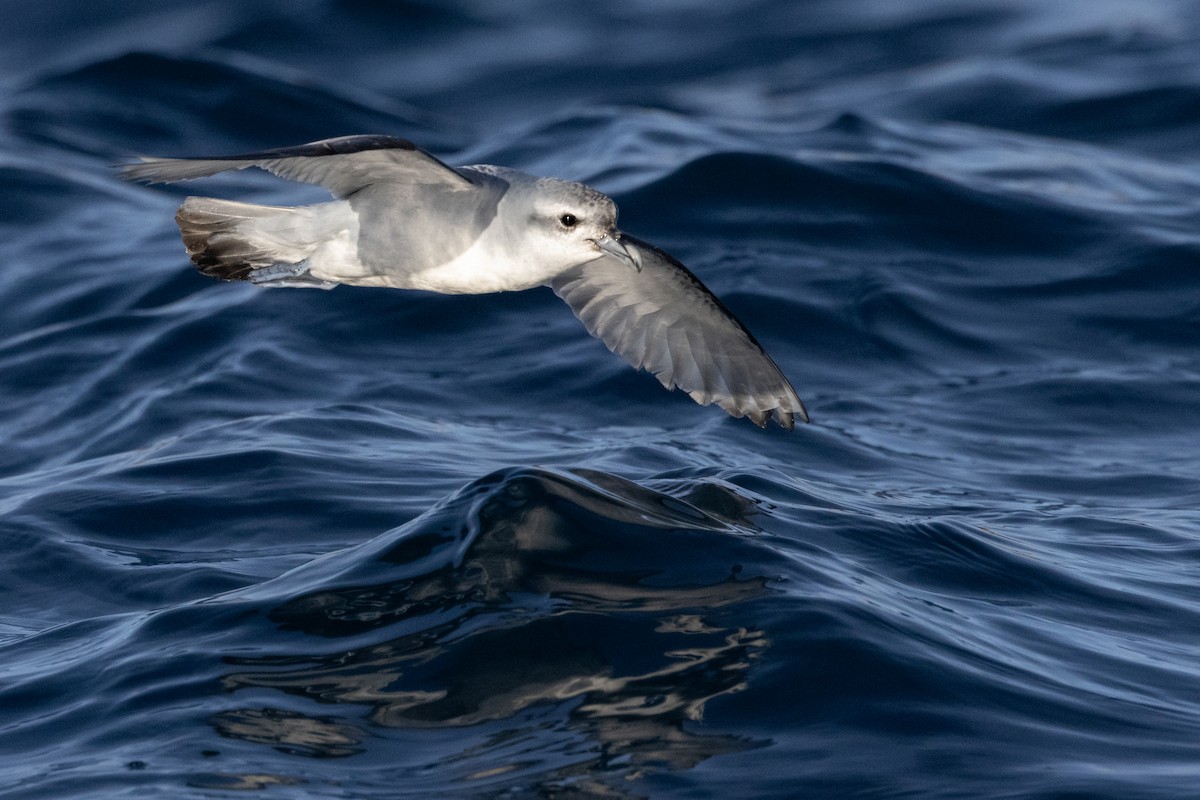 Prion à bec épais - ML645984665