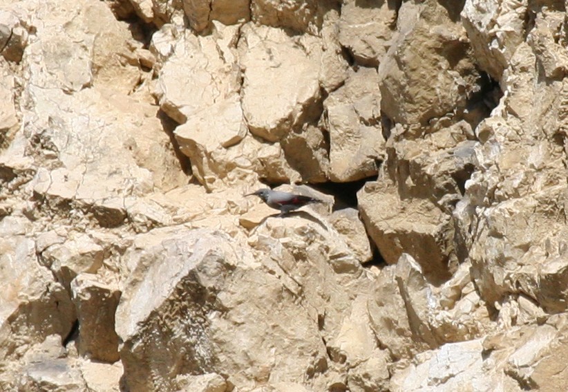 כתלי - ML645984672