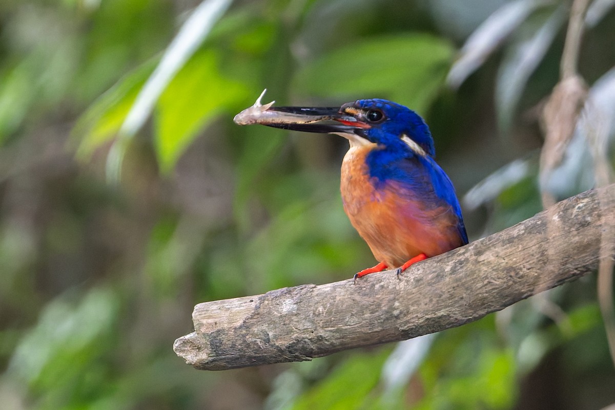 Azure Kingfisher - ML645984673