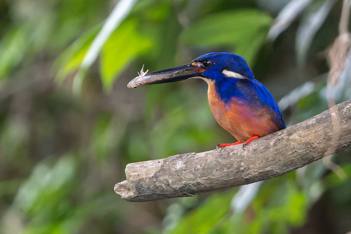 Azure Kingfisher - ML645984674
