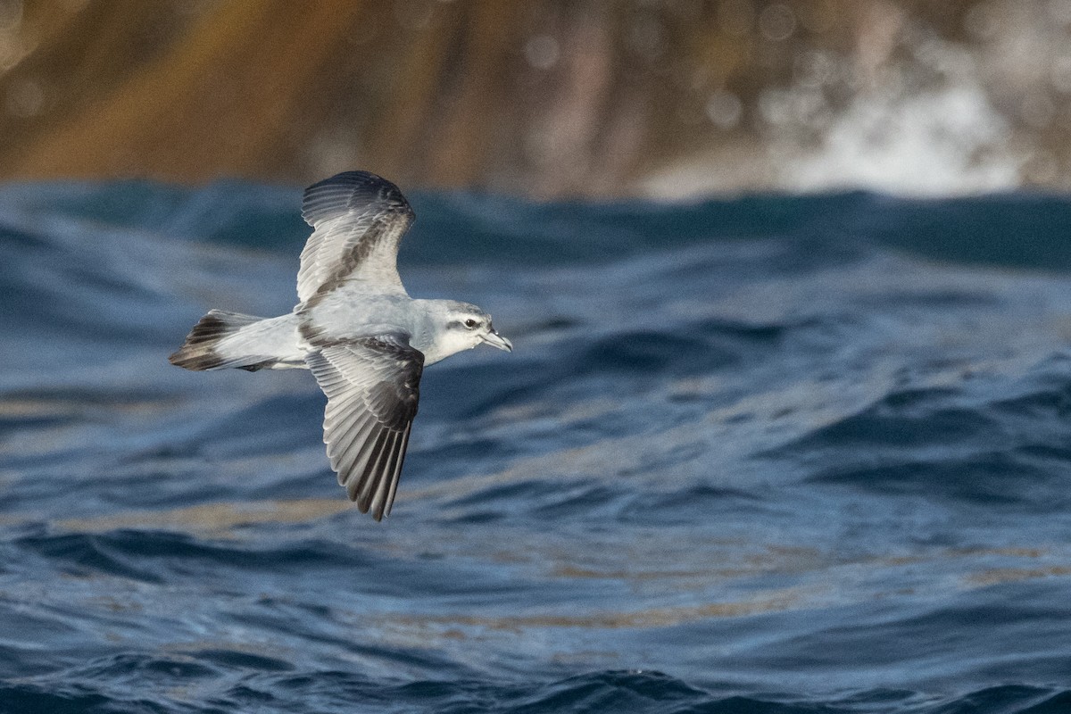 Damier du Cap - ML645984675