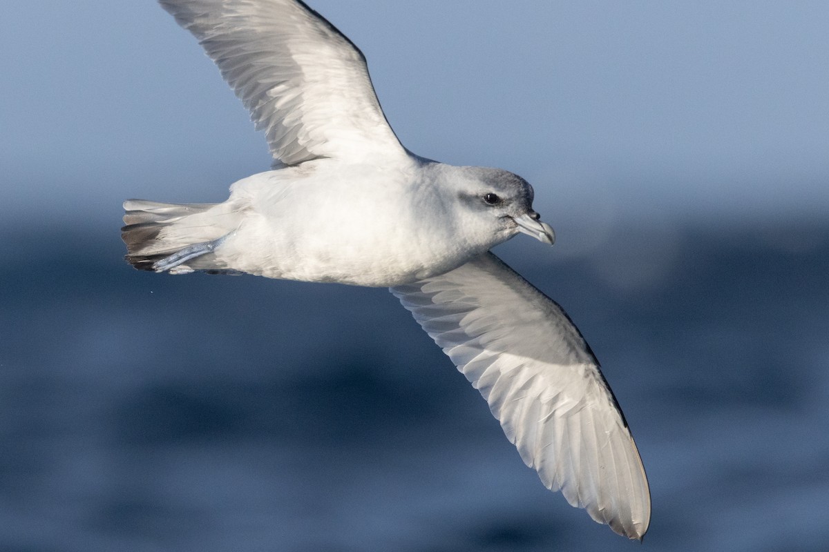 Damier du Cap - ML645984677