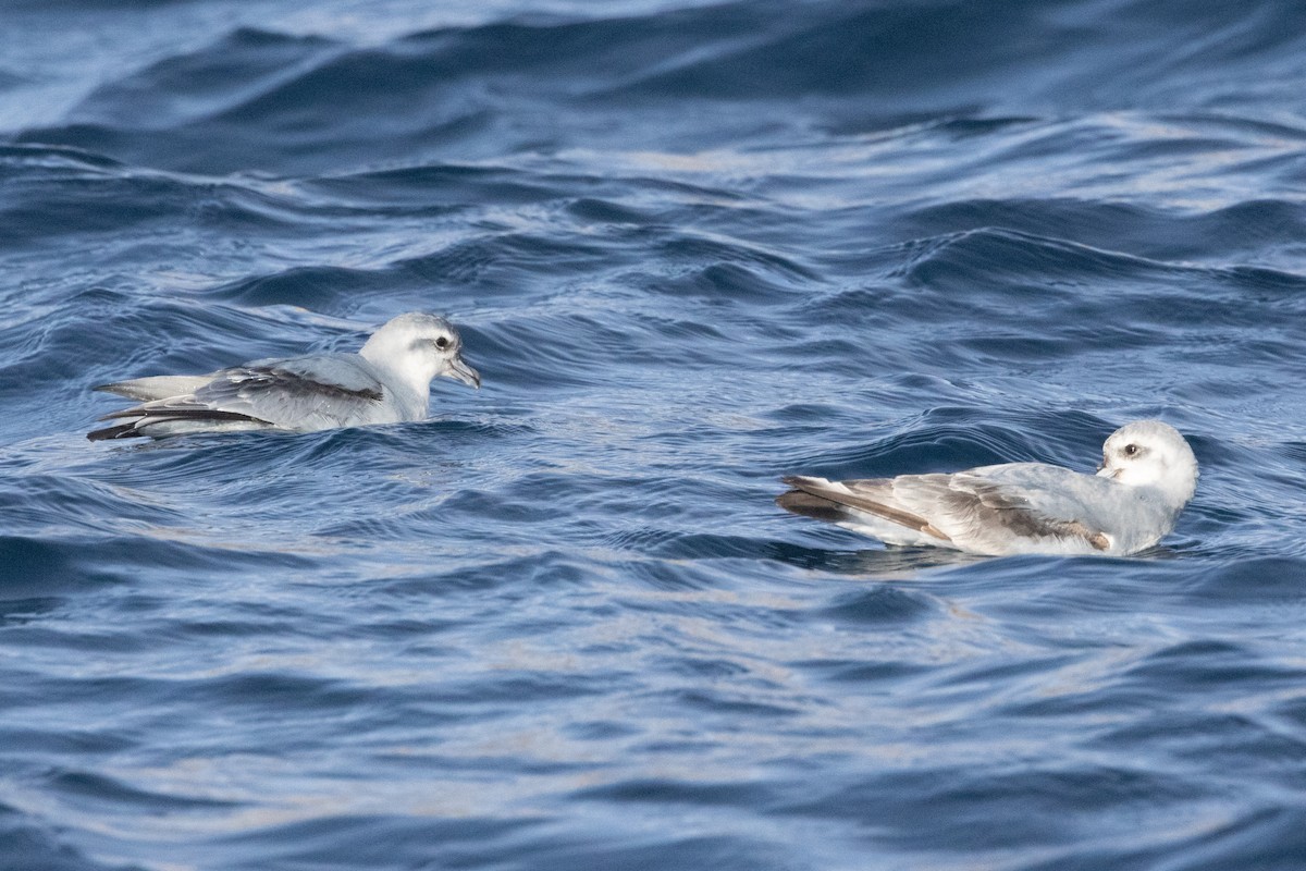 Damier du Cap - ML645984678