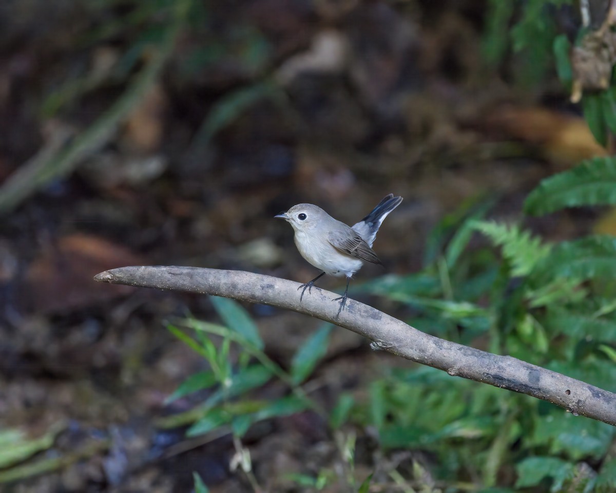 Taiga Flycatcher - ML645984679