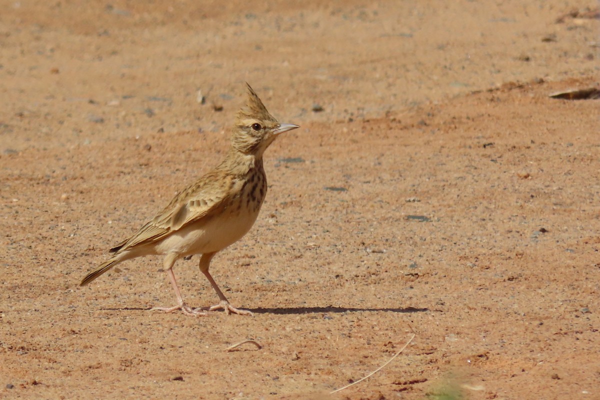 Cochevis huppé - ML645984680