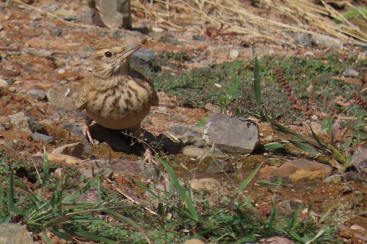 Cochevis huppé - ML645984681