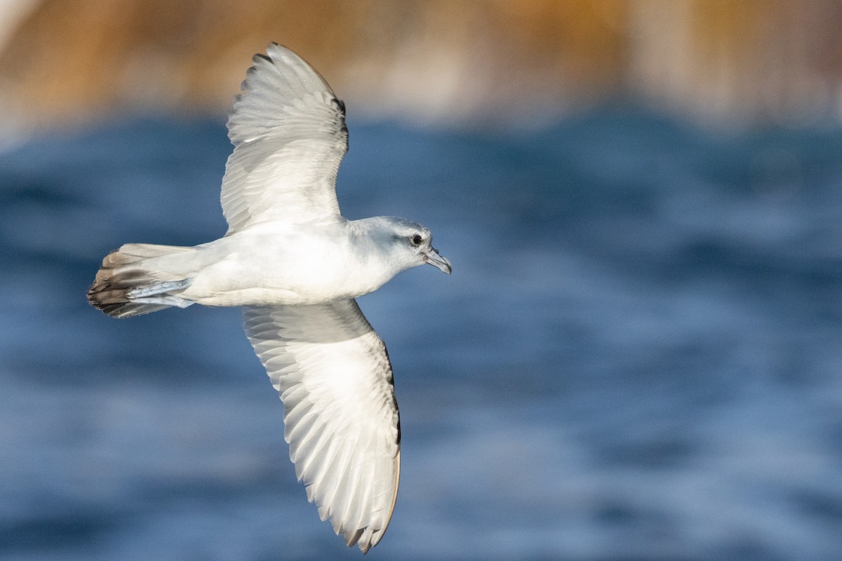 Damier du Cap - ML645984682