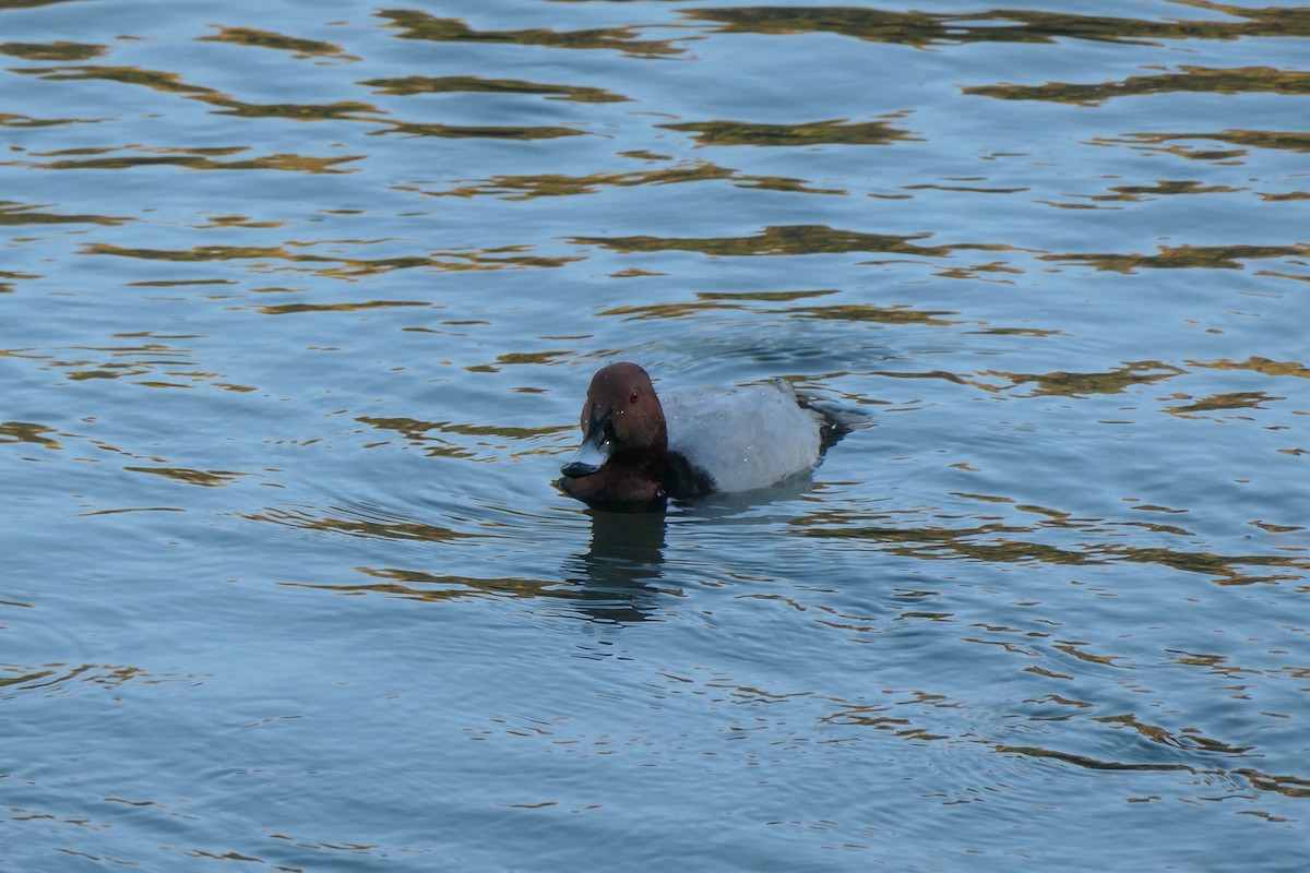 Fuligule milouin - ML645984684