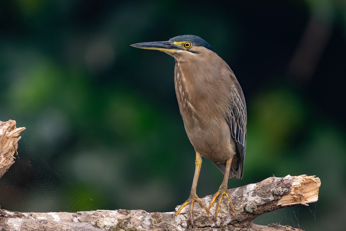 Héron des mangroves - ML645984685