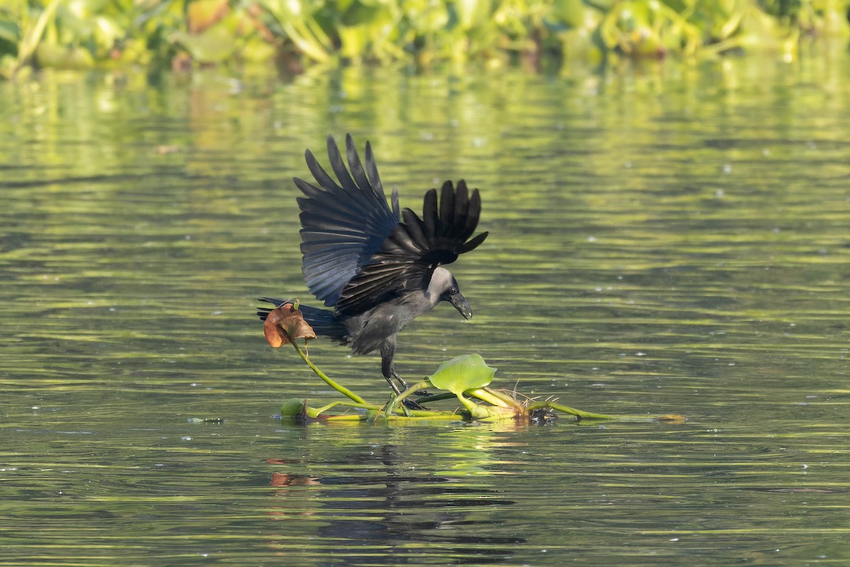 Corbeau familier - ML645984686