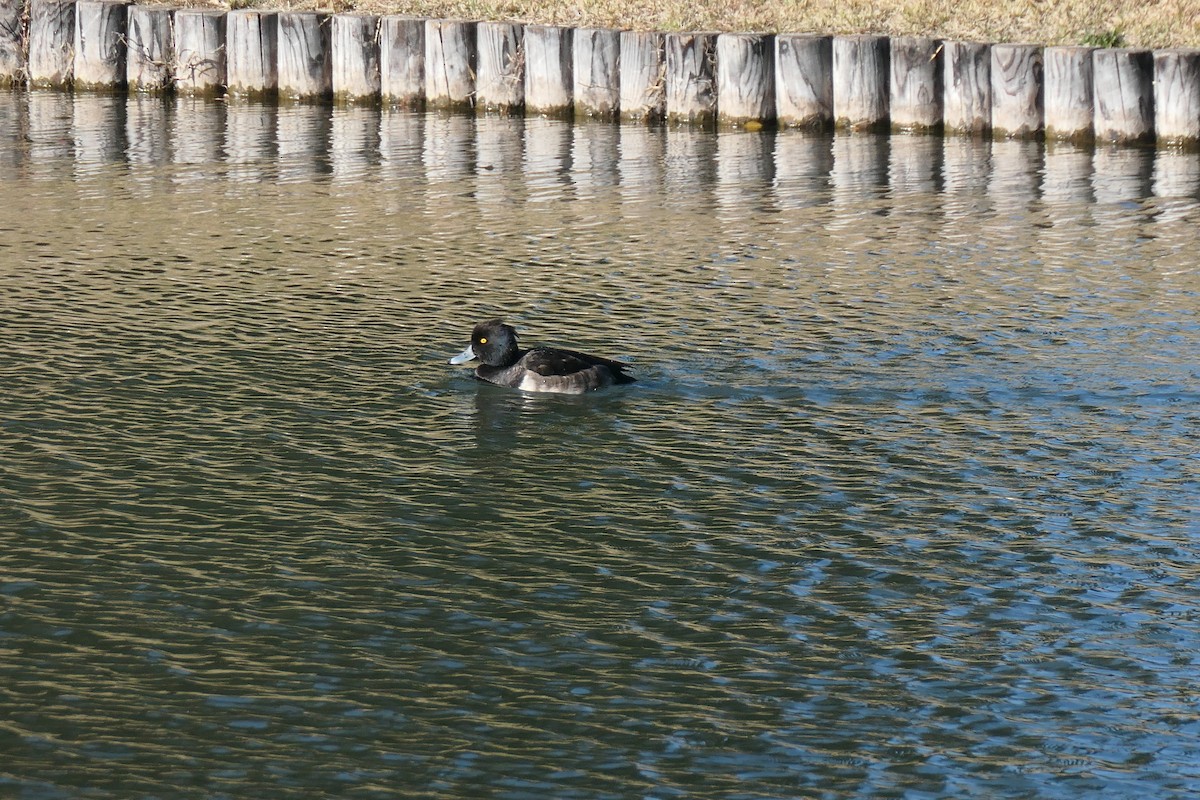 Fuligule morillon - ML645984687