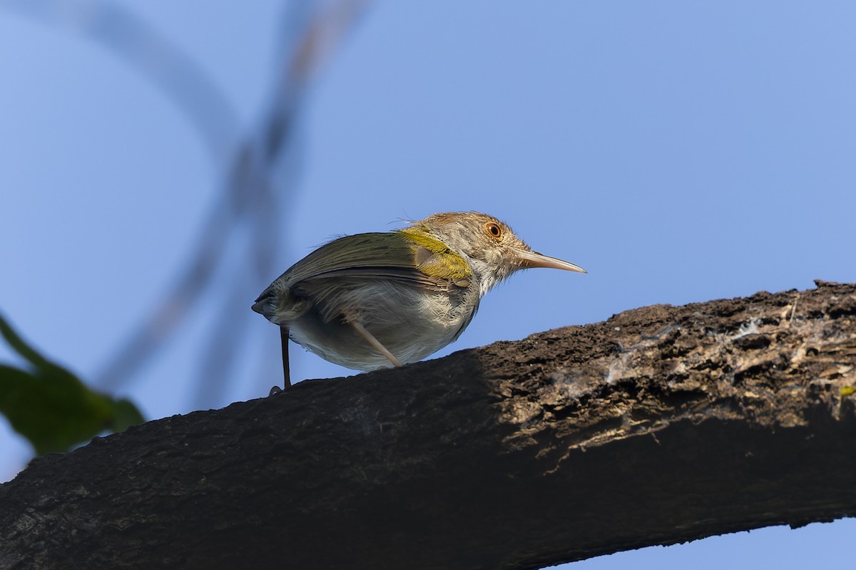Couturière à longue queue - ML645984688