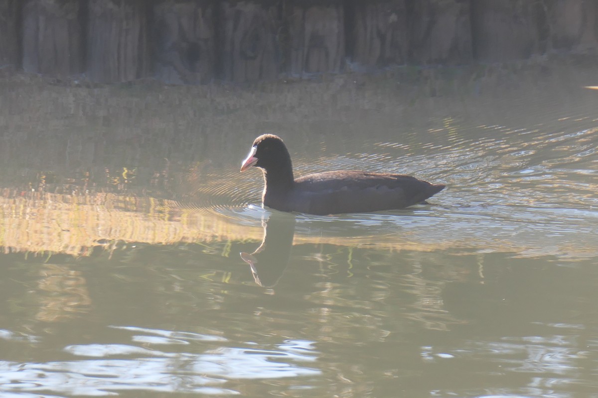 Foulque macroule - ML645984689