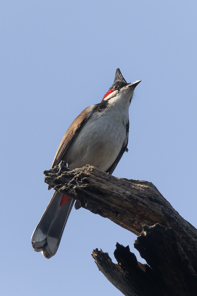 Bulbul orphée - ML645984690
