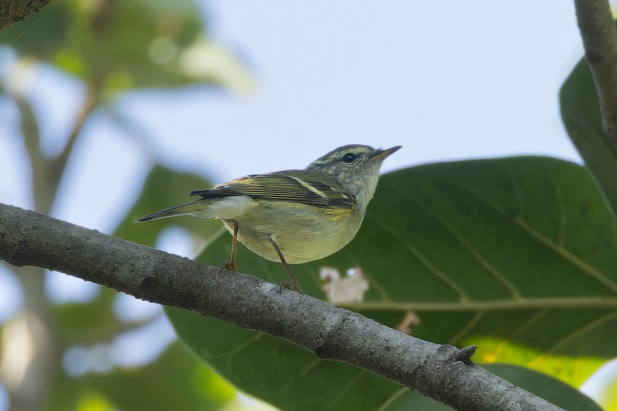 Pouillot à grands sourcils - ML645984691