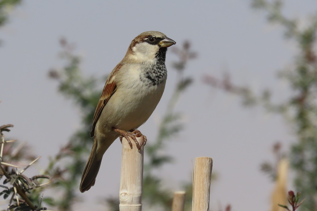 Moineau domestique - ML645984692