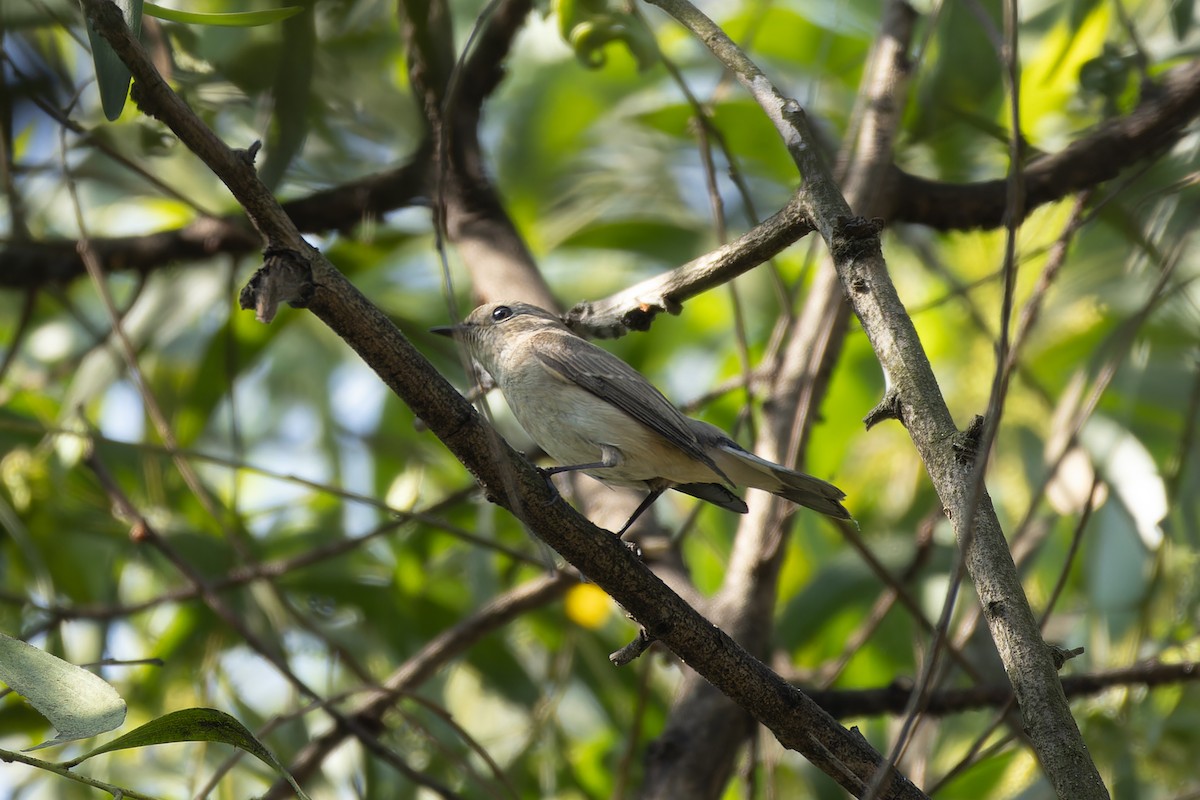 Gobemouche de la taïga - ML645984694