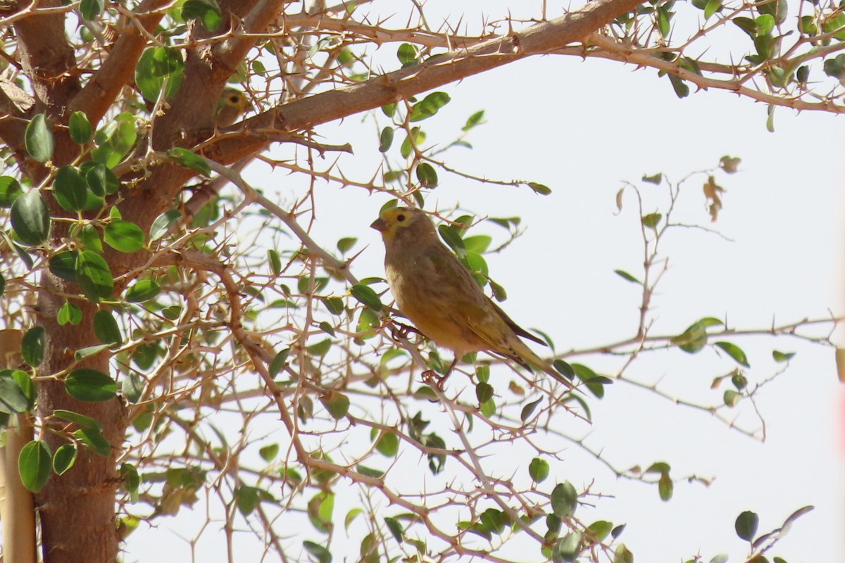 Serin syriaque - ML645984695