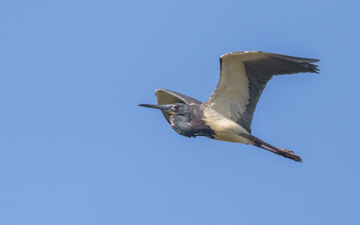 Aigrette tricolore - ML645984696