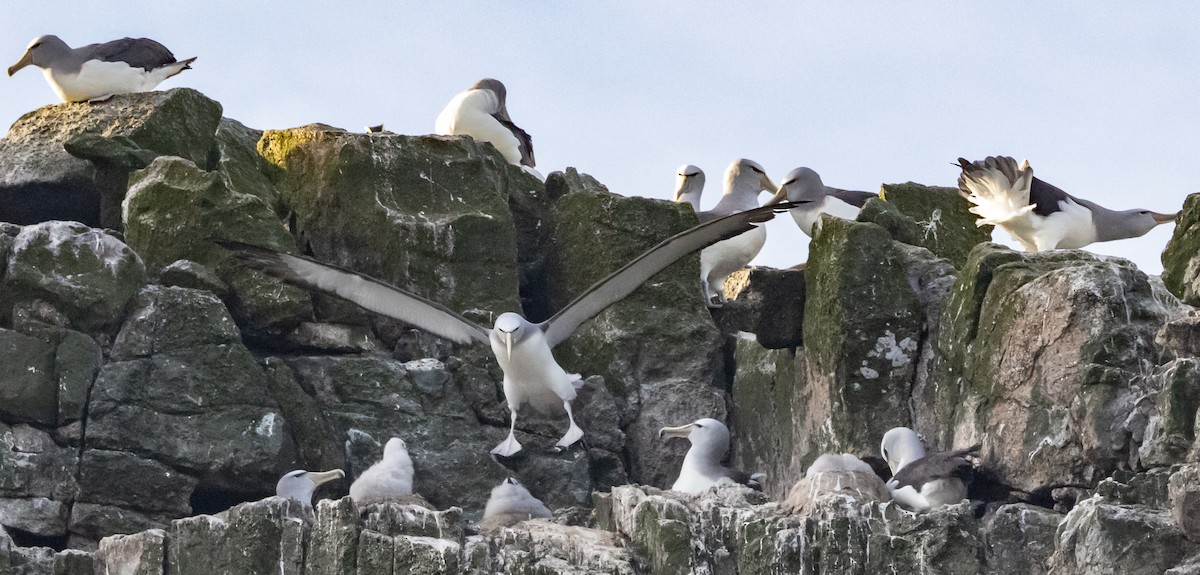 Albatros de Salvin - ML645984697