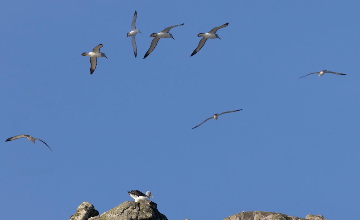 Albatros de Salvin - ML645984698