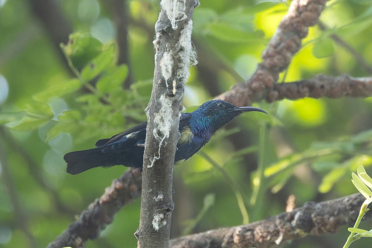 Souimanga asiatique - ML645984699