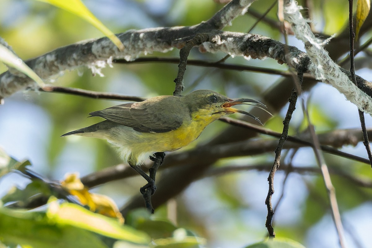 Souimanga asiatique - ML645984700