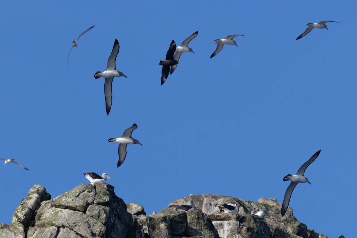 Labbe antarctique - ML645984701