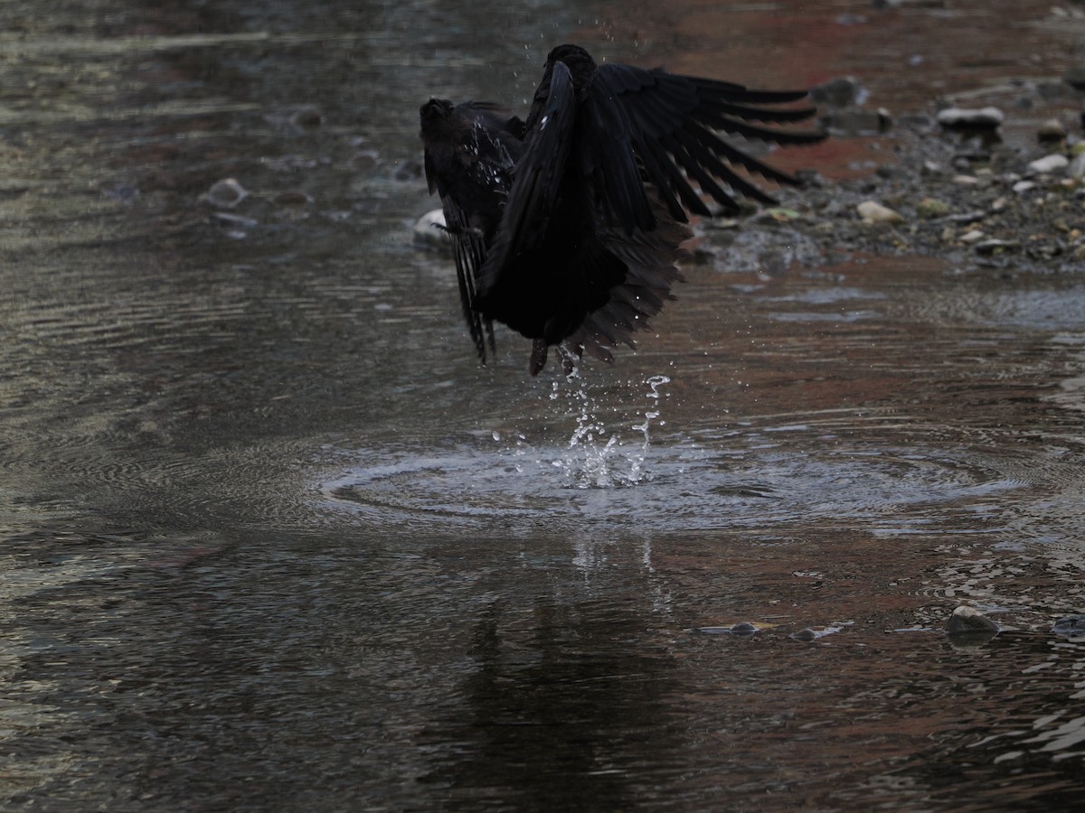 Kalın Gagalı Karga - ML645984702