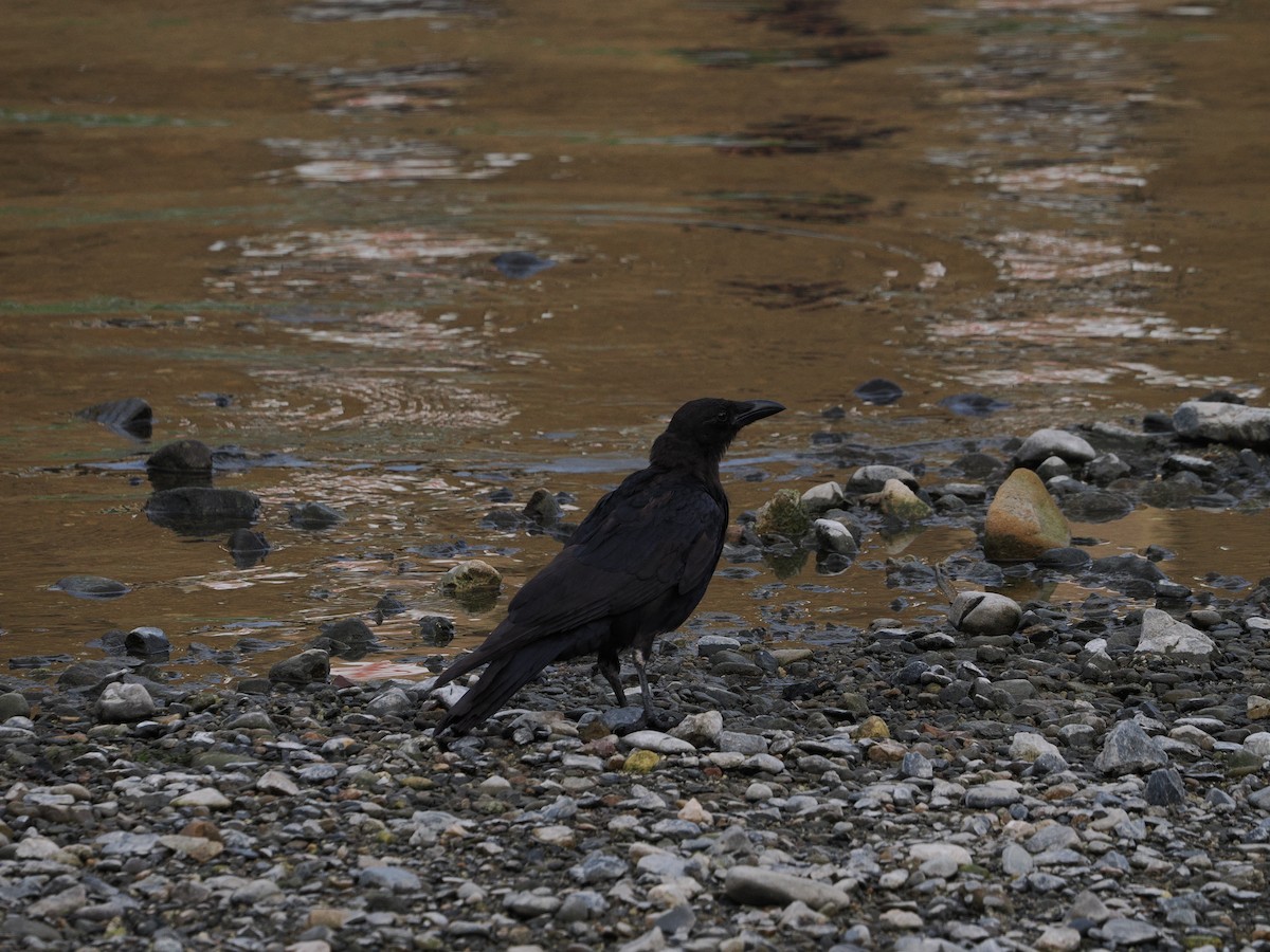 Kalın Gagalı Karga - ML645984703