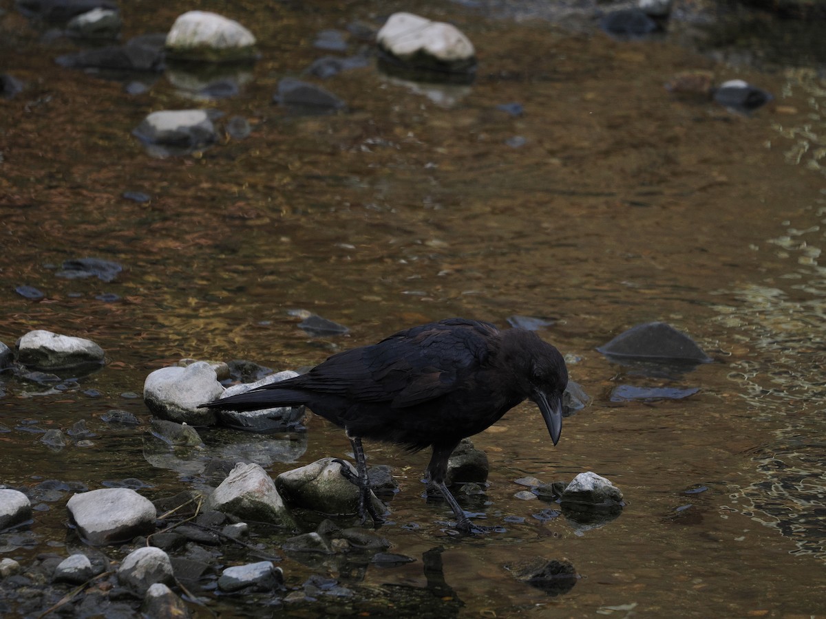 Kalın Gagalı Karga - ML645984704