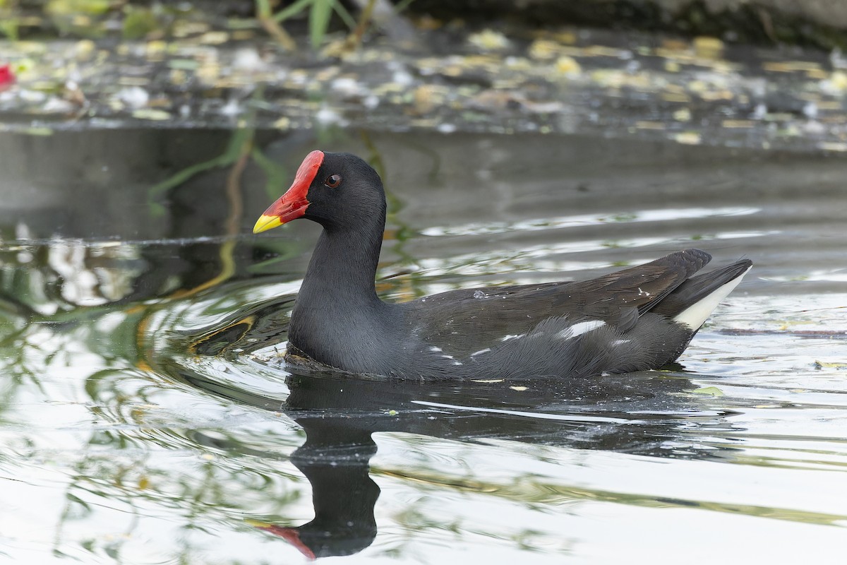 Gallinule poule-d'eau - ML645984706