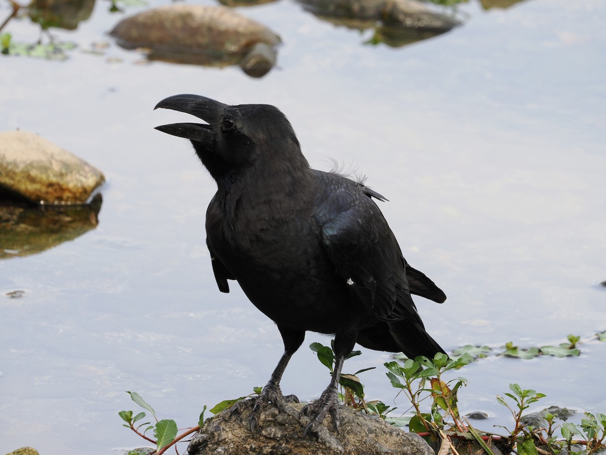 Kalın Gagalı Karga - ML645984707